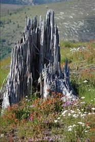 Mount St. Helens